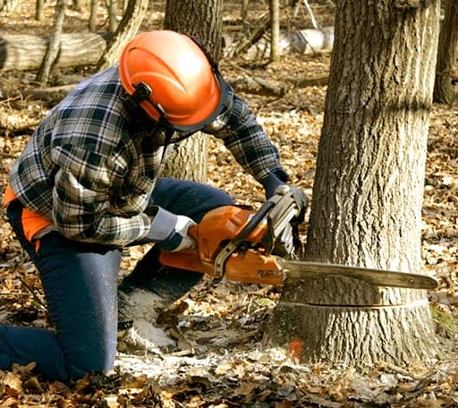 Tree Removal in Burden, KS